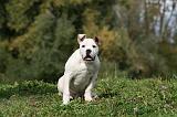 BOULEDOGUE AMERICAIN 260